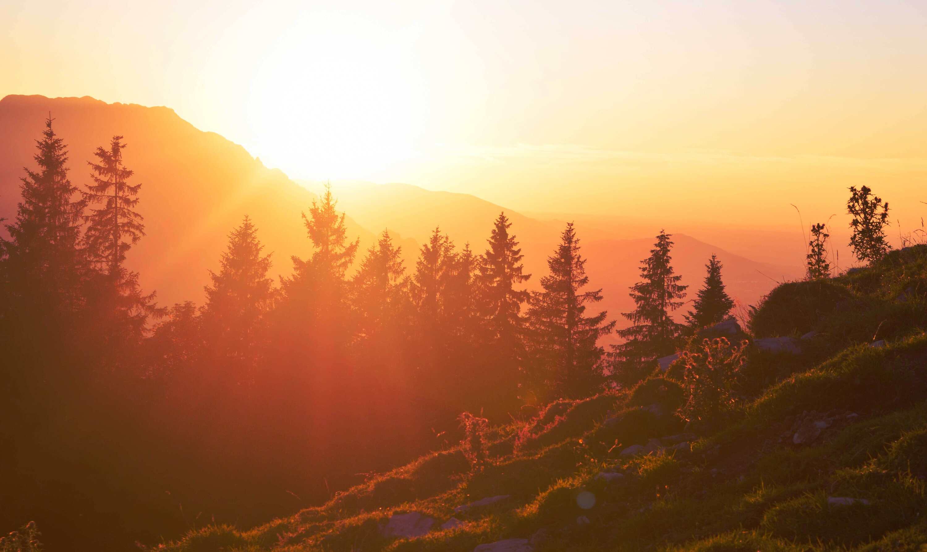Foto zeigt Ausblick über einen Nadelwald bei Sonnenuntergang.
